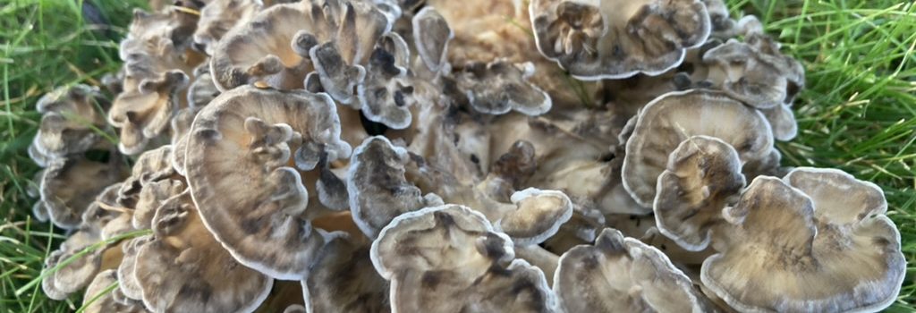 hen of the woods mushroom in grass