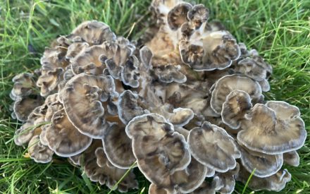 Non-timber Forest Products: Part III Mushrooms