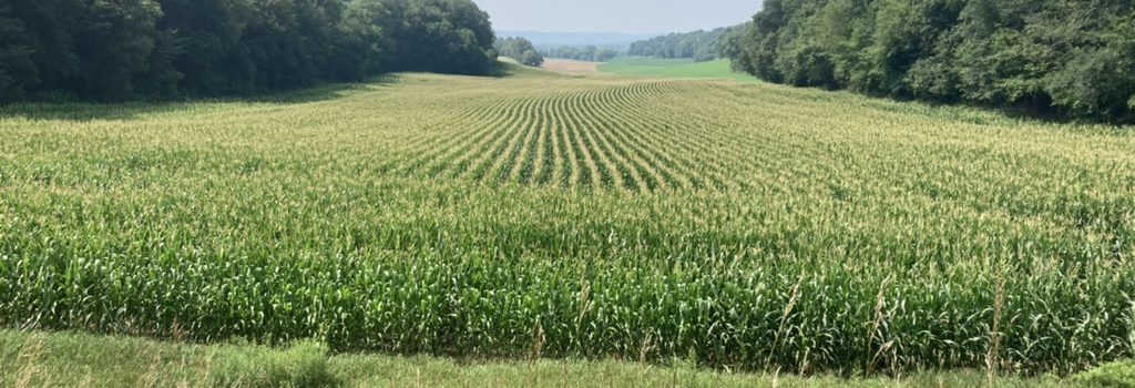 an agricultural field with trees on both sides