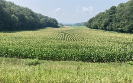 An introduction to agroforestry