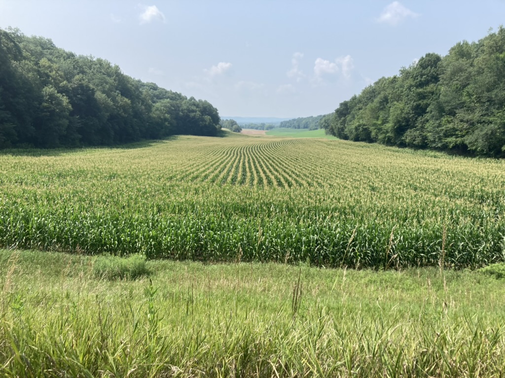 an agricultural field with trees on both sides