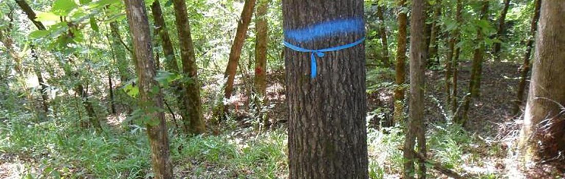 tree marked with blue paint