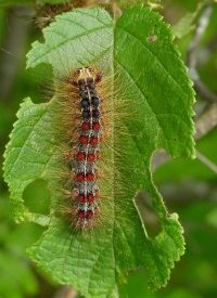 Do you know what’s hiding in your woods?