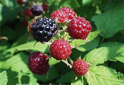 Strawberries, and raspberries, and blackberries, OH MY!