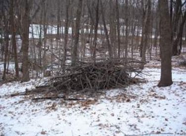 Brush piles for better wildlife habitat
