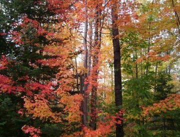 An old man’s love of his woods