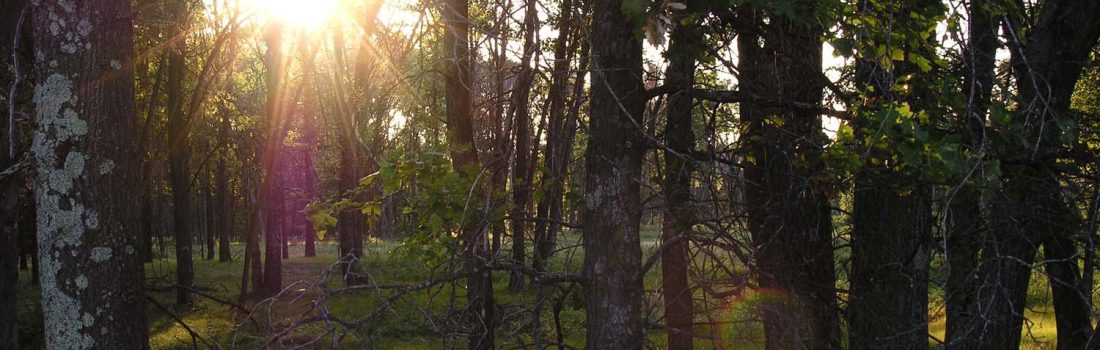 Sun shining through the trees