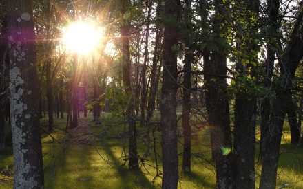 How do trees and forests grow?
