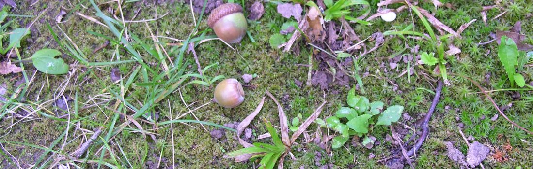 Acorns on forest floor