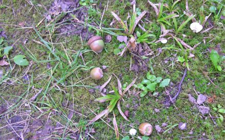 Journaling changes in your woods