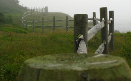 Trees and fences and good neighbors