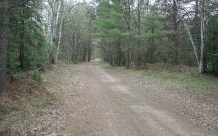 Getting the most out of your forest trail