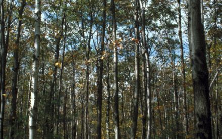 Measuring distances in your woods using your pace