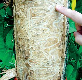 Recreation and Invasive Pests