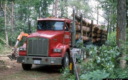 Harvest timber and pay less taxes