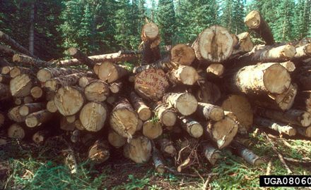 What are my Trees Worth?