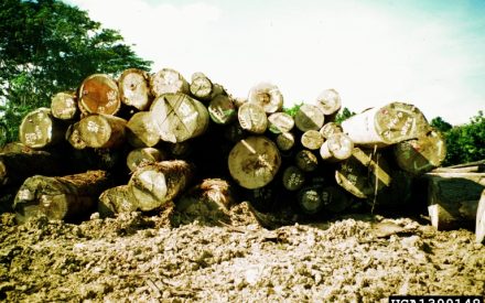 Cutting and selling your own logs