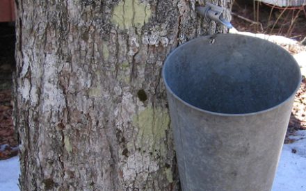 Achieving sweet success with your maples