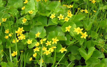 Spring Wildflowers and Edibles