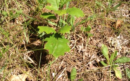 Success growing oak in your woods