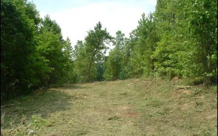 Forest openings for wildlife