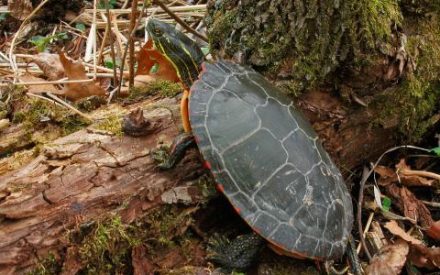 Vernal pools are springing up