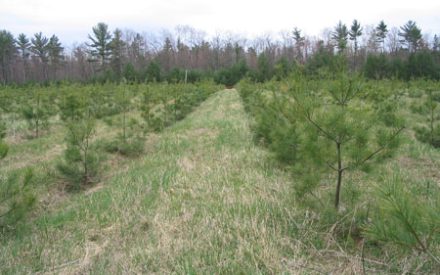 Protect and Maintain your Planted Trees