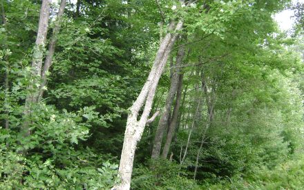 Harvesting trees in the right order