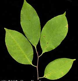 Tree identification: terms you should know