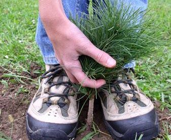 Tree planting and maintenance