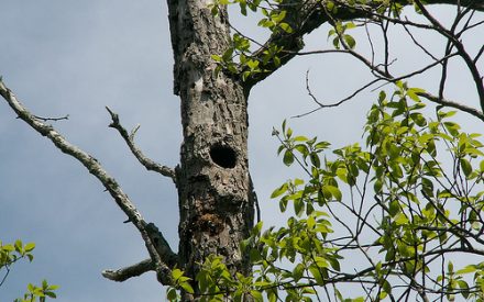 Exploring Wildlife Trees