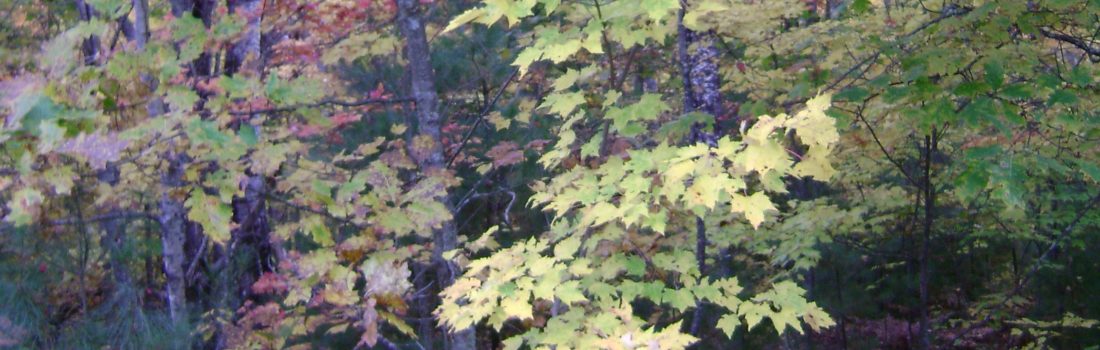 Trees changing to fall colors