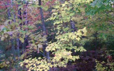 Online Resources for Woodland Owners