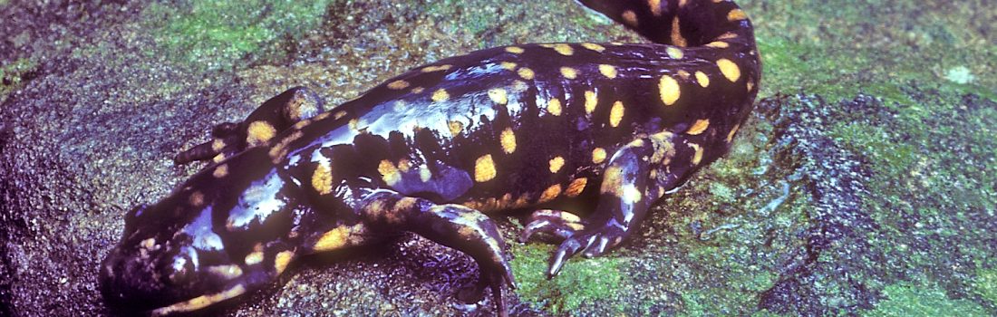 Spotted Salamander