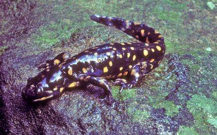 Counting crawling critters