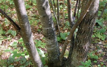 Managing sprouts in your forest