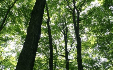 To Cut Or Not To Cut