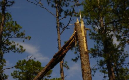 Dealing with storm damaged trees