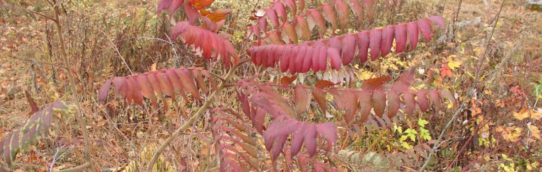 Sumac tree