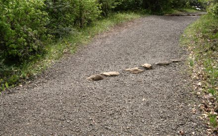 Something in the water