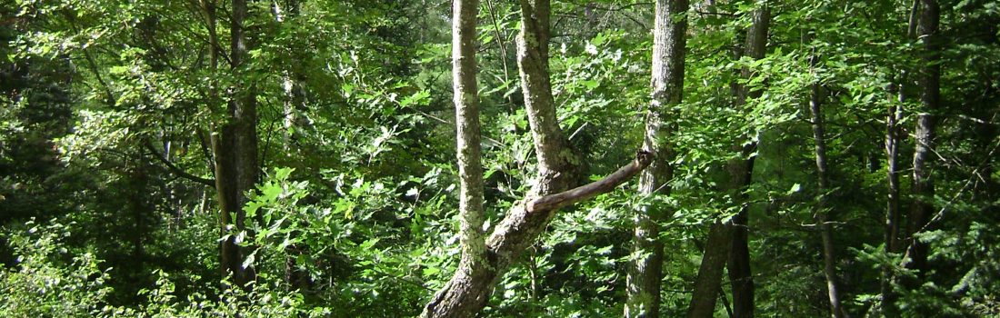 A tree leaning on another tree