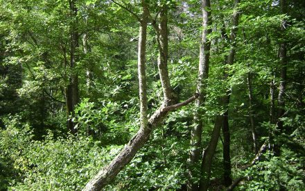 Safely felling problem trees