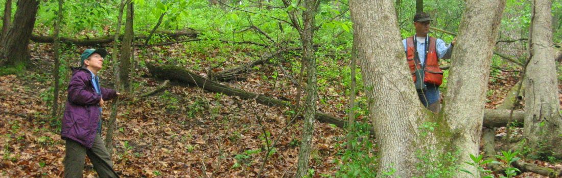 Forester visiting a woodland