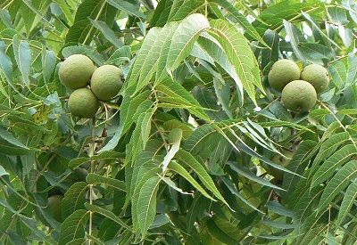 Walnuts: It’s what’s for dinner