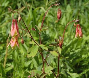 Wild Columbine