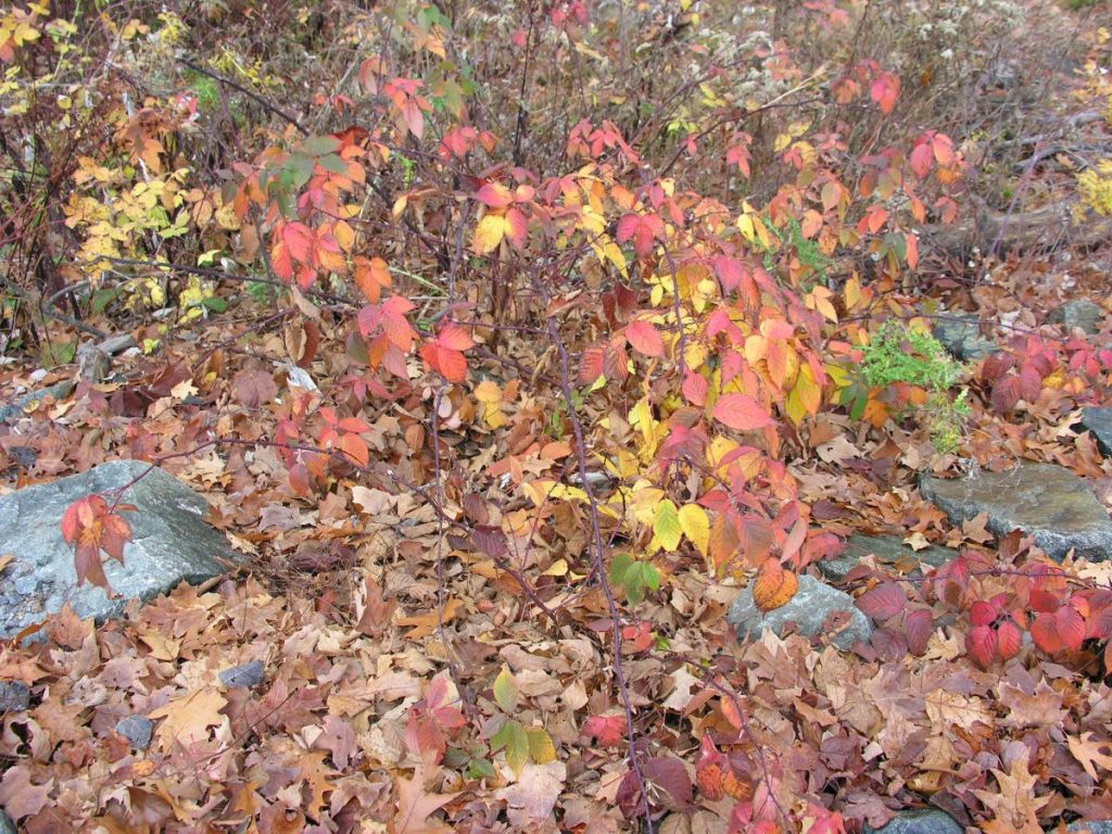Red leaves on a berry bush