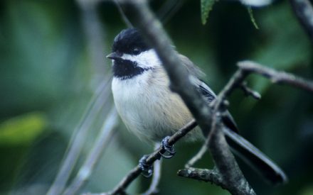 How to monitor birds on your property