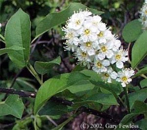 Chokeberry Flower