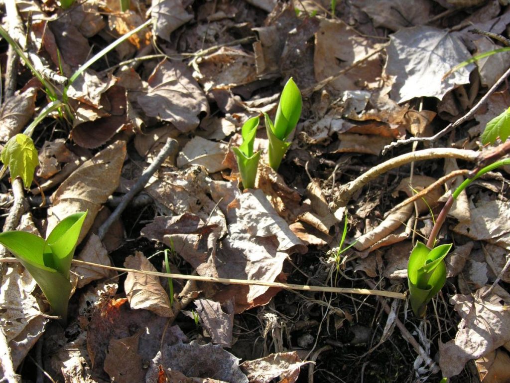 Clintonia in May