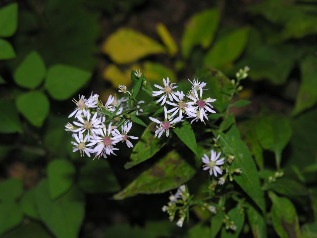 September Aster